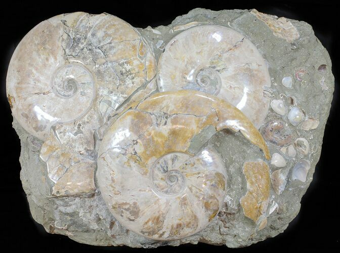 Giant, Ammonite Fossil Cluster From Madagascar #59728